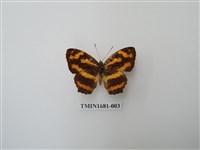 藏品(花豹盛蛺蝶)的圖片